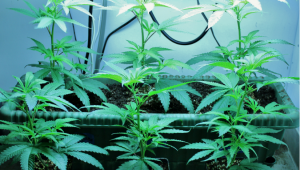 Can I Make Clones from Autoflowering Plants?