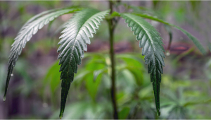 Comment gérer les plantes de cannabis en situation de sur-arrosage et sous-arrosage 