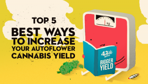 The Top 5 Best Ways to Increase Your Autoflower Cannabis Yield