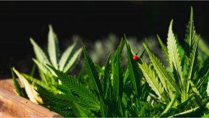 Most Common Pests in Cannabis Plants