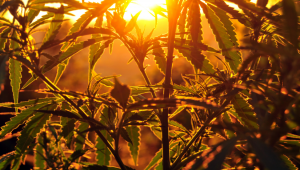 Can I grow Autoflowering Cannabis Outdoors