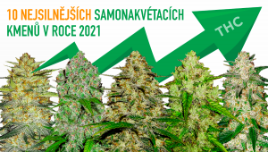 Top 10 nejsilnějších samonakvétacích kmenů 2021