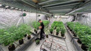 Il progetto di breeding di Original Amnesia entra nella fase chiave di selezione