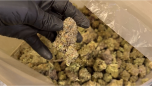 The Side of Breeding No One Shows