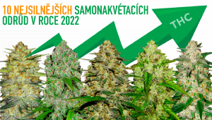 Top 10 nejsilnějších samonakvétacích odrůd 2022