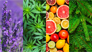 What are Terpenes and Their Effects in Cannabis