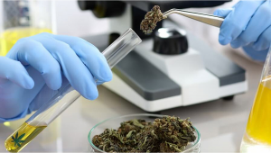 Les composés du cannabis seront testés comme thérapie du cancer du cerveau au Royaume-Uni