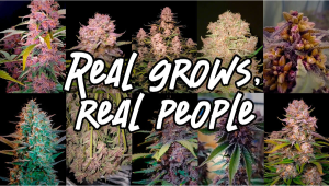 Real Results, Real Growmies