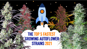 The Top 5 Fastest Growing Autoflower Strains 