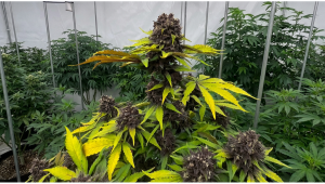 Stress Testing Last Gen Purple Lemonade