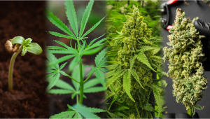 What is the best light schedule for growing weed