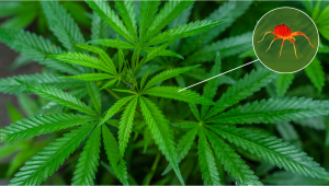 Schädlinge bei Cannabis: Spinnmilben