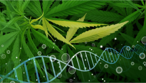 7 Common Cannabis Plant Mutations