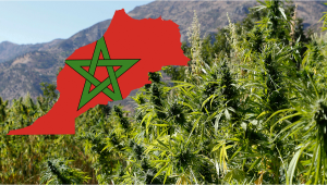 Morocco Works on Legalizing Cannabis Cultivation