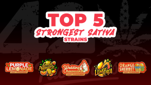 Top 5 Strongest Sativa Strains