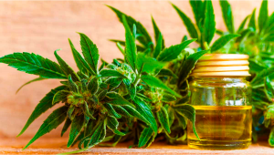 What’s the Difference Between CBD Derived From Hemp and Cannabis?
