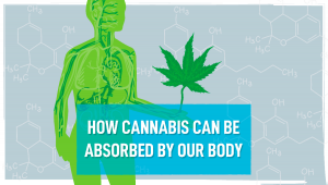 How Cannabis Can Be Absorbed By Our Body