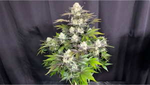 En Fremragende Autoflower-Udgave på 84 Dage