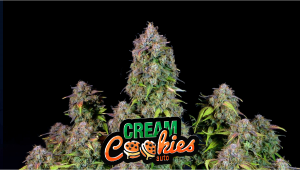 Cream Cookies Auto Cannabis Strain Week-by-Week Guide