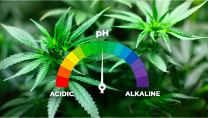 8 erreurs à éviter lors de la culture du cannabis en hydroponie