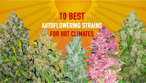 Die 10 besten Autoflowering Strains für heiße Klimazonen