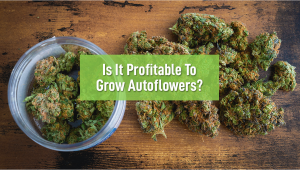 Is it profitable to grow autoflowers