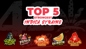 Top 5 Strongest Indica Strains