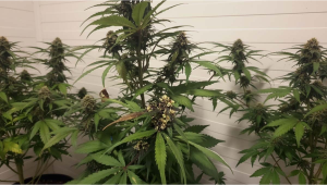 Tek Bitkiden Polen Ekstraksiyonu: Kaynağında Hassasiyet