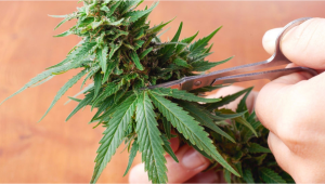  Que faire de la garniture de cannabis et des feuilles de cannabis?