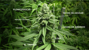Anatoma de las plantas de cannabis de las semillas a los cogollos