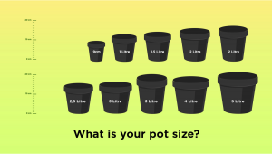 Best Pot Size for Autoflowering Seeds