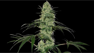 Tangerine Dream Auto Cannabis Strain Week-by-Week Guide