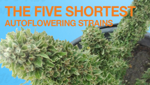 Las cinco cepas autoflorecientes más cortas: una guía de Fastbuds.
