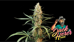 Jack Herer Auto Cannabis Strain Week-by-Week Guide | Fast Buds