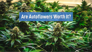 Are Autoflowers Worth it?