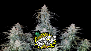 Pineapple Express Auto Cannabis Strain Week-by-Week Guide