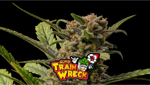 Trainwreck Auto Cannabis Seeds – Buy Trainwreck Strain | Fast Buds