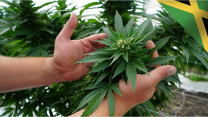 Jamaica’s Government is Busting Marijuana Myths