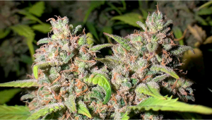 BubbleGum Auto Cannabis Strain Week-by-Week Guide