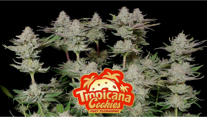 Tropicana Cookies FF Cannabis Strain Week-by-Week Guide