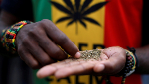 Cannabis in South Africa to be Regulated, Commercialized, and Studied in Schools