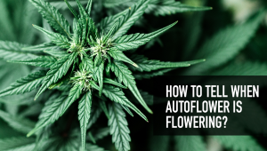 How To Tell When Autoflower Is Flowering WeekbyWeek Grow
