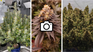 March Photo Contest Winners Bring the Heat to Discord