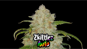 Zkittlez Auto Cannabissorte: Wochenweiser Anbau-Guide