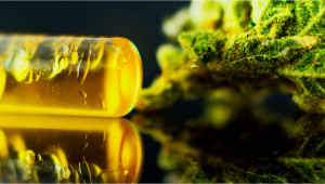 Neues Cannabinoid, extrahiert aus Hanf: CBM