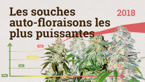 Les souches auto-floraisons les plus puissantes