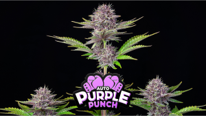 Purple Punch Auto Cannabis Strain Week-by-Week Guide