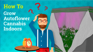 How to Grow Autoflower Cannabis Indoors