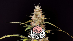 Amnesia Haze Auto Cannabis Seeds – Buy Amnesia Haze Weed Strain, Review ...