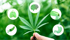 5 Avantages pour la santé de la consommation de cannabis comestible.